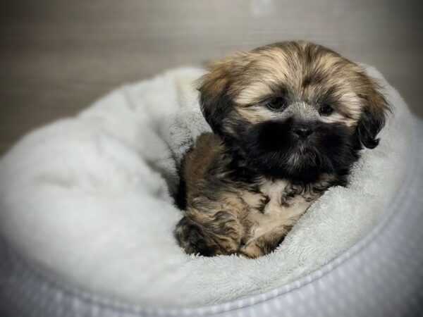 Lhasa Apso DOG Female Brown 18017 Petland Iowa City, Iowa