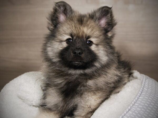 Keeshond DOG Female Black / Silver 18016 Petland Iowa City, Iowa