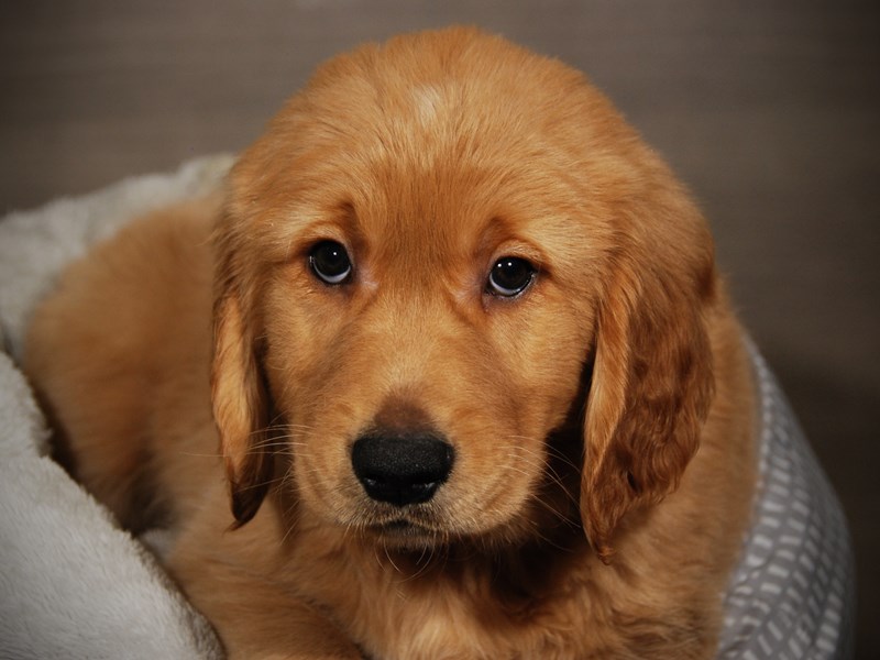 Golden Retriever Dog Male gldn 18014