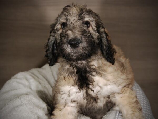 Goldendoodle DOG Female sbl 18012 Petland Iowa City, Iowa