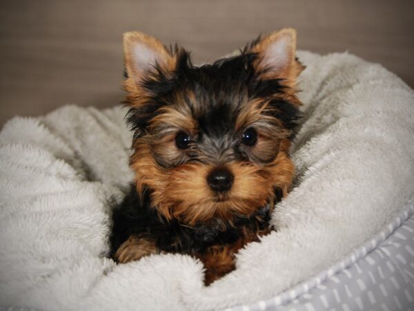 Yorkie-DOG-Male--18009-Petland Iowa City, Iowa