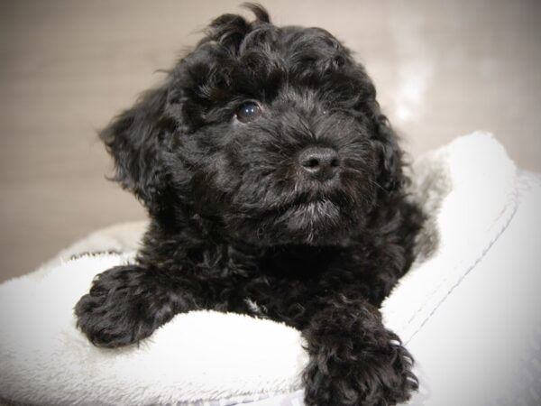 Schnoodle DOG Male Black 18004 Petland Iowa City, Iowa