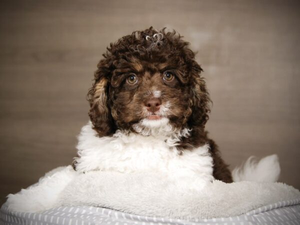 Bernadoodle Mini-DOG-Female-Chocolate-17999-Petland Iowa City, Iowa