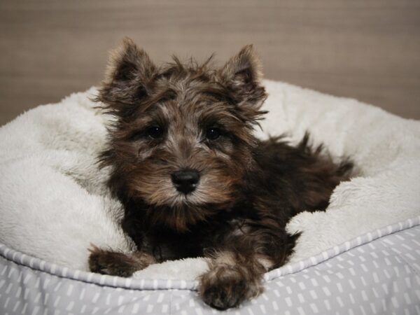 Miniature Schnauzer-DOG-Female-Salt / Pepper-17977-Petland Iowa City, Iowa