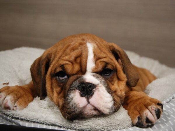 English Bulldog-DOG-Female-rd & wh-18022-Petland Iowa City, Iowa