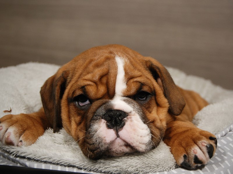 English Bulldog Dog Female rd & wh 18022