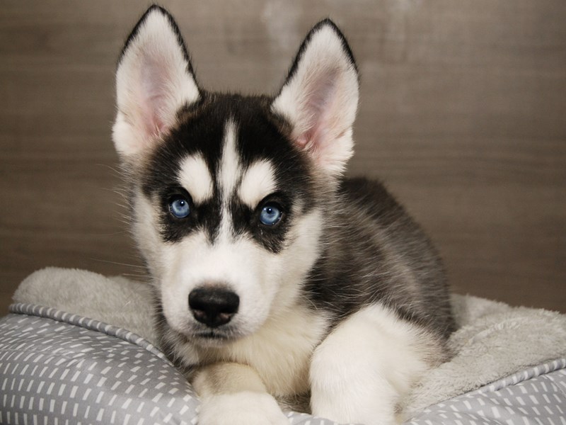 Siberian Husky Dog Male Black / White 18023