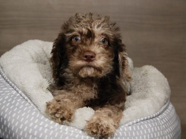 Labradoodle Mini DOG Male Chocolate Merle 18025 Petland Iowa City, Iowa