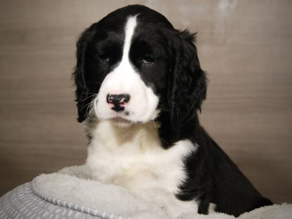 English Springer Spaniel-DOG-Male-Black / White-18027-Petland Iowa City, Iowa