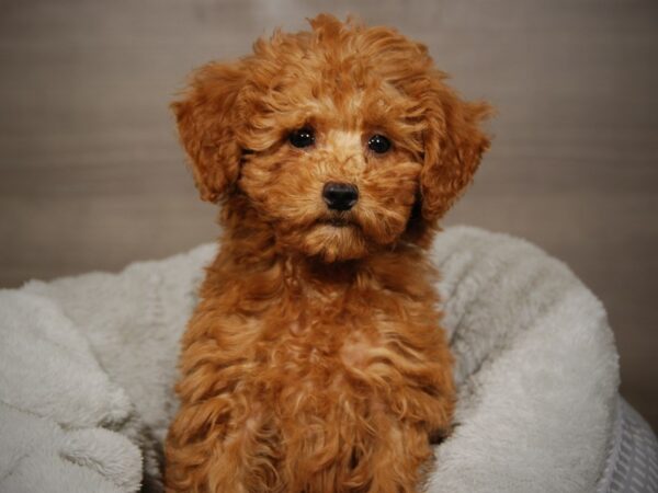 Poodle DOG Male Apricot 18028 Petland Iowa City, Iowa