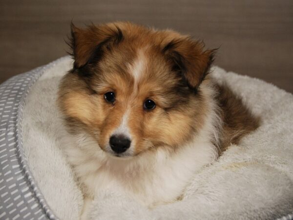 Shetland Sheepdog DOG Female Sable / White 18029 Petland Iowa City, Iowa