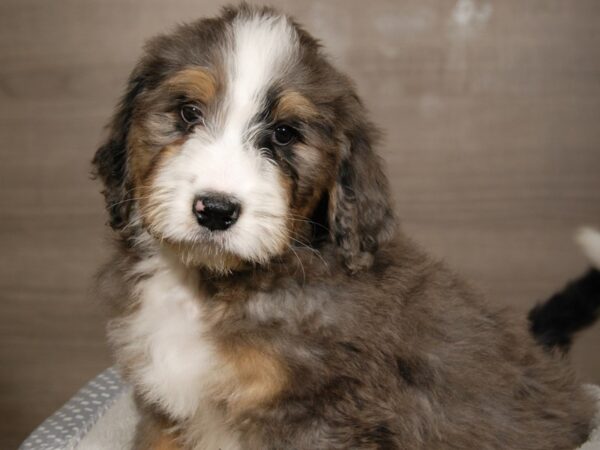 Bernadoodle-DOG-Male-Blue Merle / White-18030-Petland Iowa City, Iowa