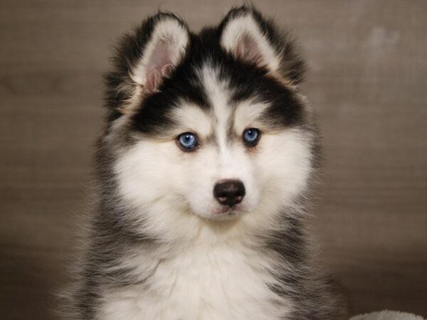 Pomsky DOG Male Black / Tan 18031 Petland Iowa City, Iowa