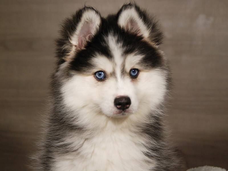 Pomsky Dog Male Black / Tan 18031