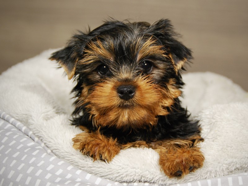 Yorkshire Terrier Dog Male Bl & Gld 18032