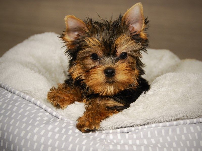Yorkshire Terrier Dog Male Bl & Gld 18033