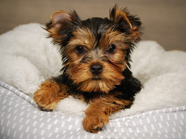 Yorkshire Terrier DOG Female Bl & Gld 18034 Petland Iowa City, Iowa