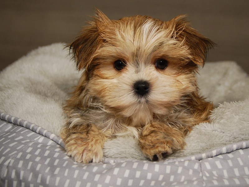 Morkie Dog Male 18035