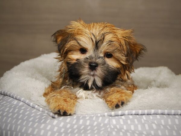 Morkie DOG Male 18036 Petland Iowa City, Iowa