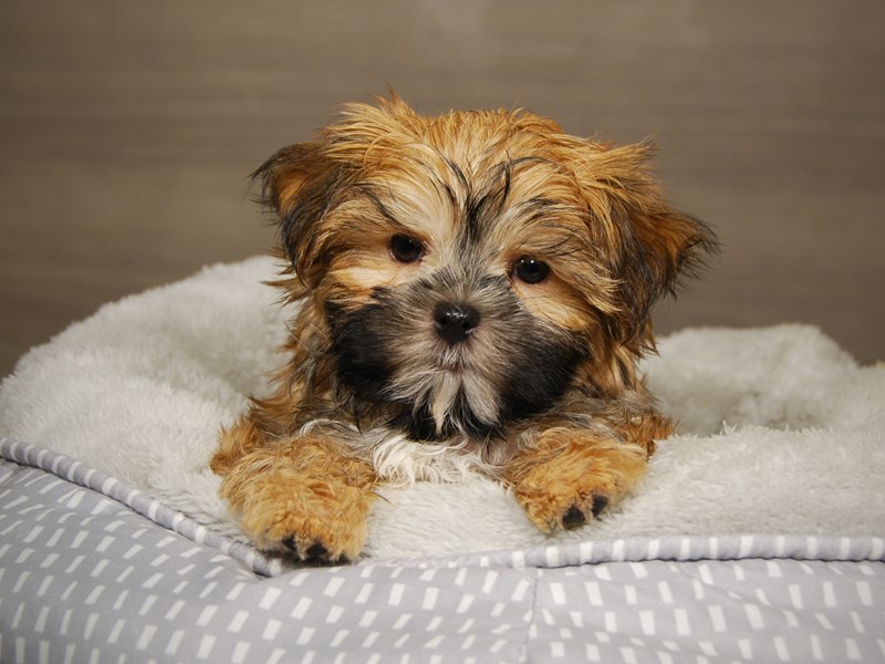 Morkie Dog Male 18036