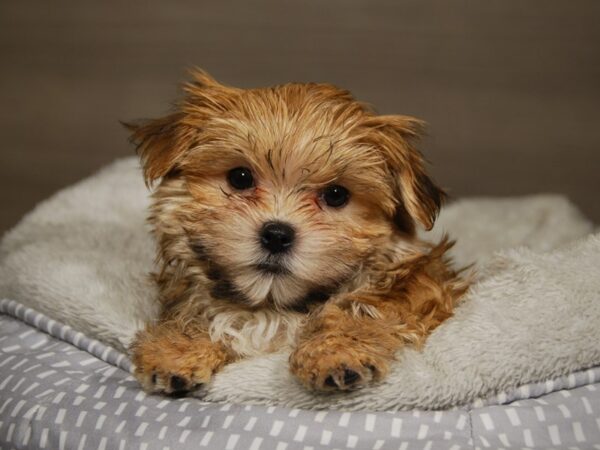 Morkie DOG Female 18037 Petland Iowa City, Iowa