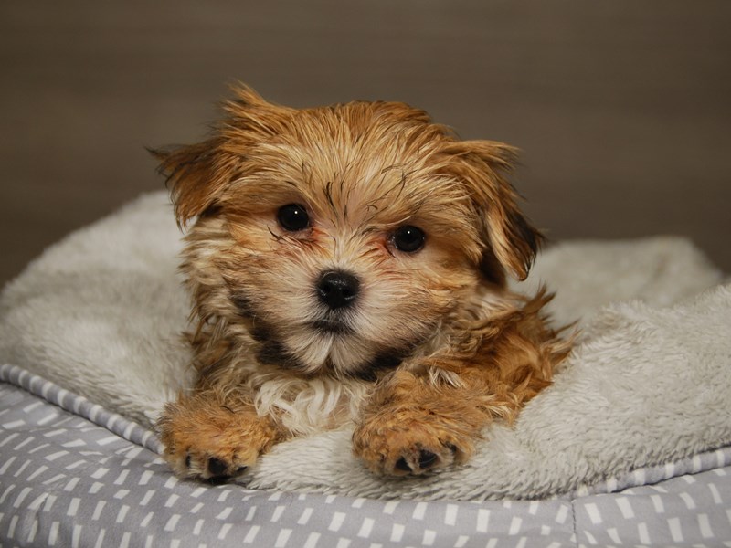 Morkie Dog Female 18037