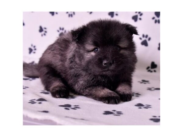 Keeshond DOG Male Black / Silver 18046 Petland Iowa City, Iowa