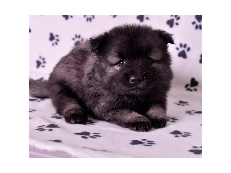 Keeshond Dog Male Black / Silver 18046