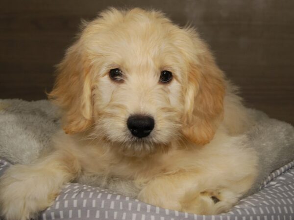 Goldendoodle Mini DOG Female Light Golden 18040 Petland Iowa City, Iowa