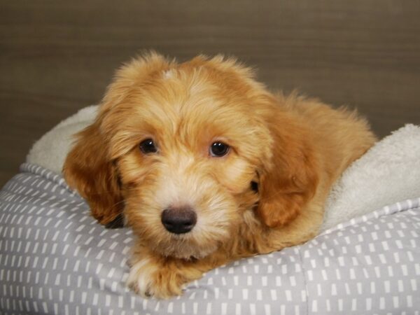 Labradoodle Mini-DOG-Female-Yellow-18041-Petland Iowa City, Iowa