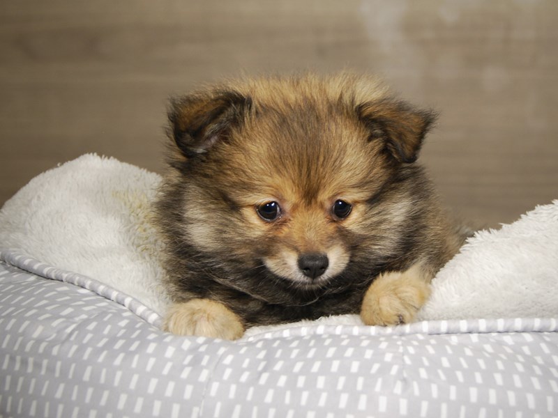 Pomeranian Dog Female Wolf Sable 18042
