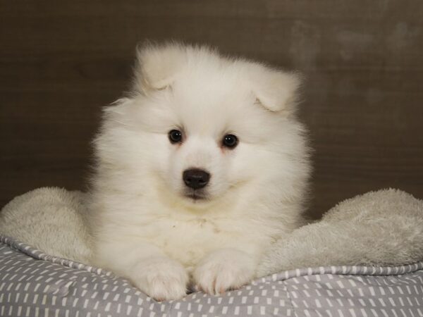 American Eskimo DOG Male White 18043 Petland Iowa City, Iowa