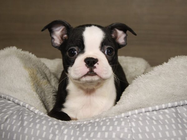 Boston Terrier DOG Female Black / White 18044 Petland Iowa City, Iowa