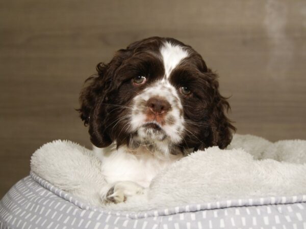 Cocker Spaniel DOG Male Chocolate / White 18045 Petland Iowa City, Iowa