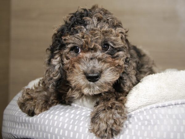 Mini Goldendoodle 3rd Gen DOG Female Blue Merle 18048 Petland Iowa City, Iowa