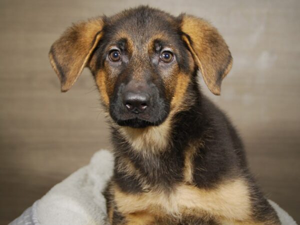 German Shepherd DOG Female Black / Tan 18049 Petland Iowa City, Iowa