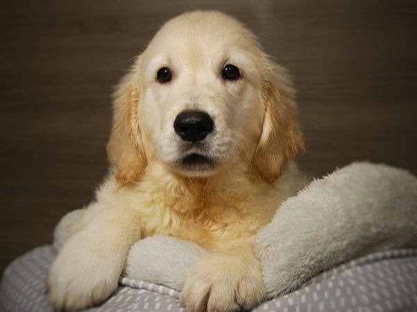 Golden Retriever DOG Male lt gldn 18047 Petland Iowa City, Iowa