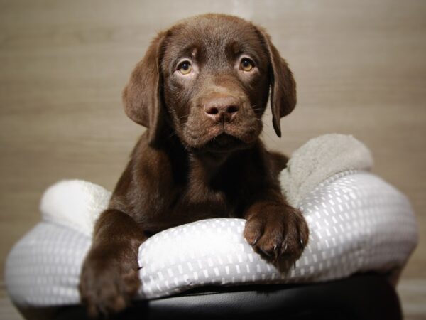 Labrador Retriever DOG Male Chocolate 18038 Petland Iowa City, Iowa