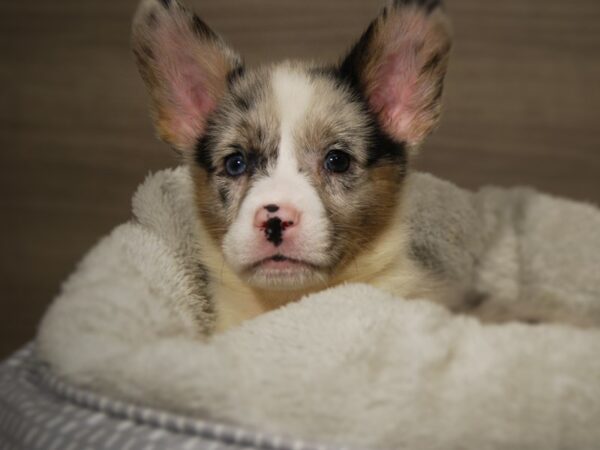 Cardigan Welsh Corgi DOG Female Blue Merle 18050 Petland Iowa City, Iowa