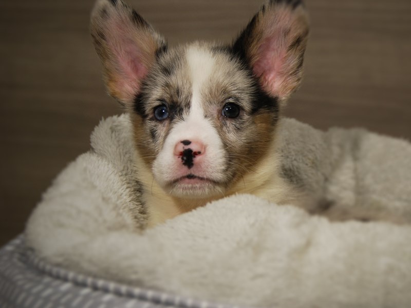 Cardigan Welsh Corgi Dog Female Blue Merle 18050