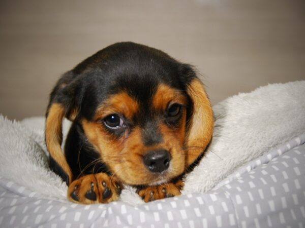 Cavalier King-DOG-Male-Black / Tan-18053-Petland Iowa City, Iowa