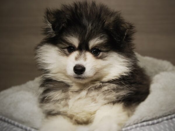 Pomsky 2nd Gen-DOG-Female-Black / White-18054-Petland Iowa City, Iowa