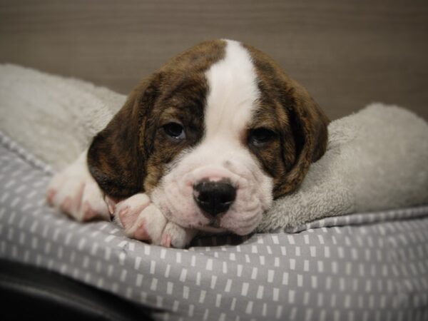 Bulldog/Beagle-DOG-Male-Fn & Wh-18055-Petland Iowa City, Iowa