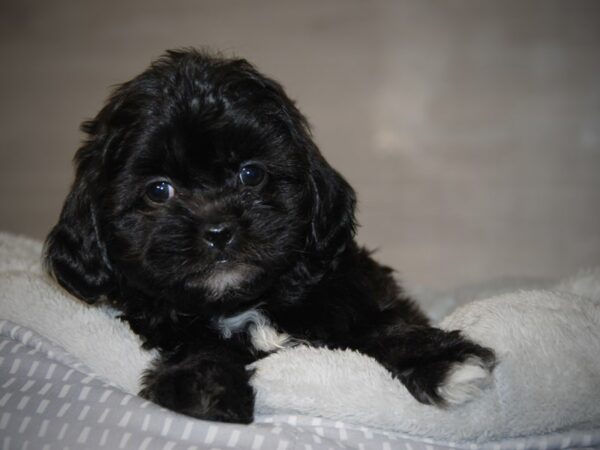 Shih Tzu/Poodle DOG Female Blk 18056 Petland Iowa City, Iowa