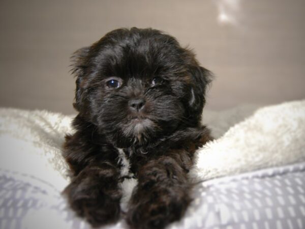 Shih Tzu/Poodle DOG Female Blk 18057 Petland Iowa City, Iowa