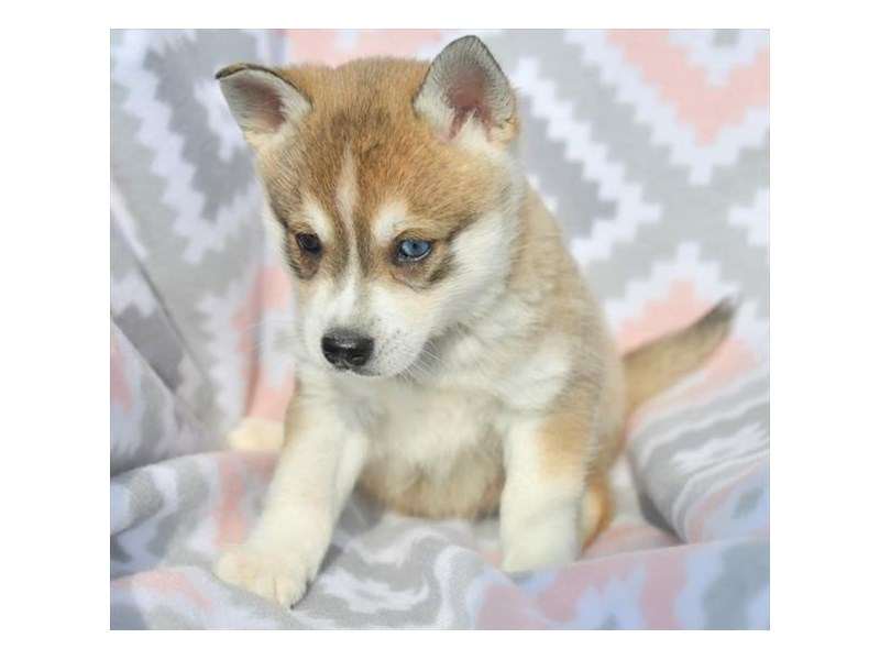 Alaskan Klee Kai Dog Male Tan / White 18062