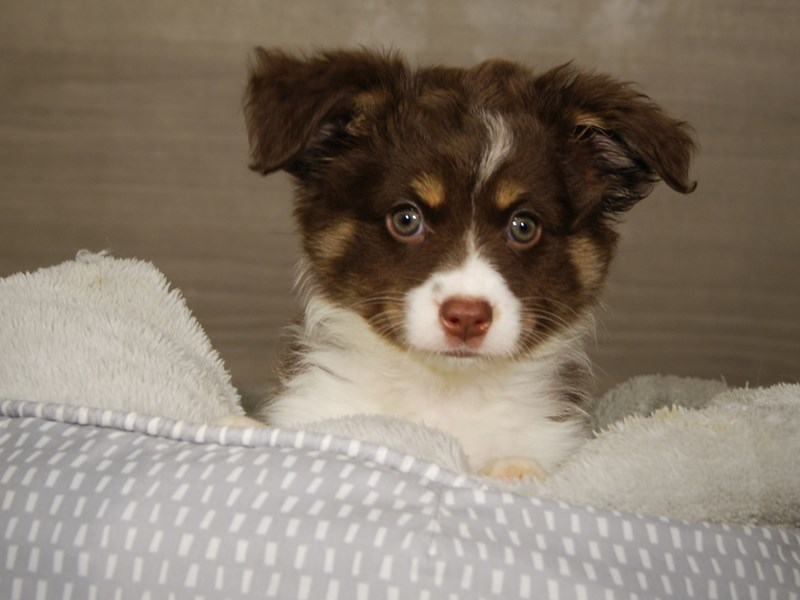 Australian Shepherd Dog Female Red / White 18058