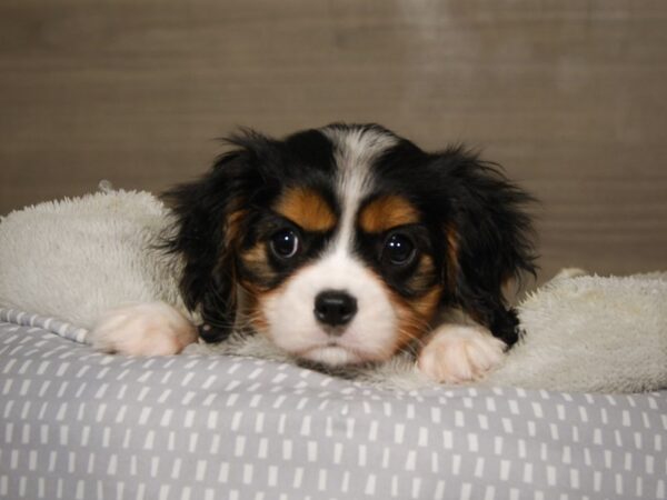 Cavalier King Charles Spaniel DOG Female Tri-Colored 18059 Petland Iowa City, Iowa