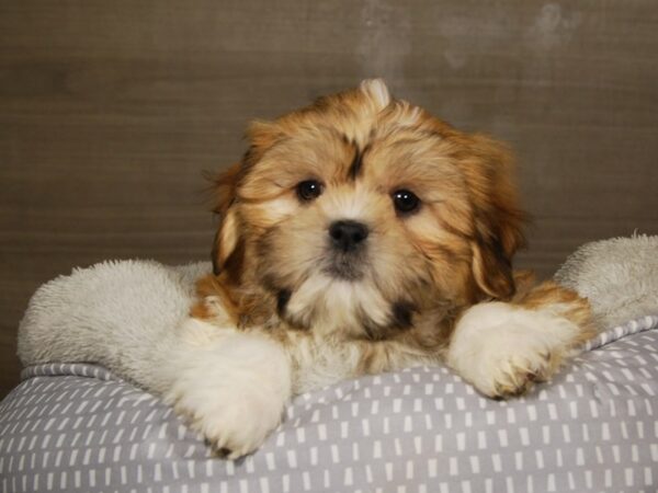 Shih Tzu DOG Male Brown / White 18061 Petland Iowa City, Iowa