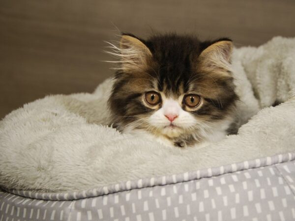 Exotic Short Hair-CAT-Male-Mackerel Tabby-18063-Petland Iowa City, Iowa